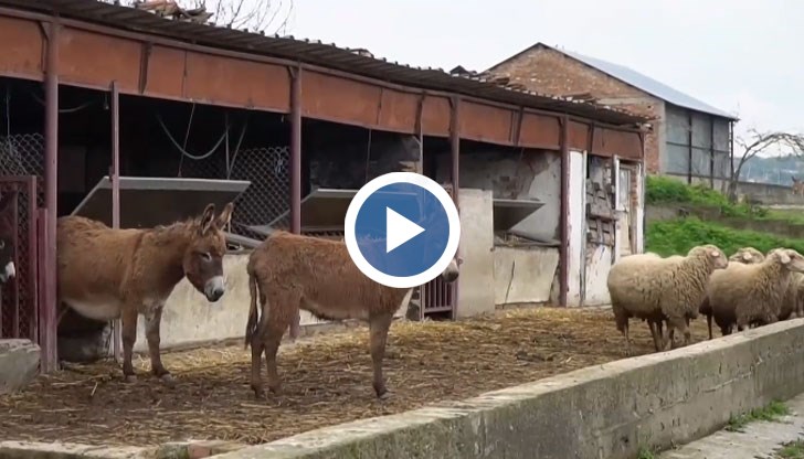 Породата вече изчезва в България