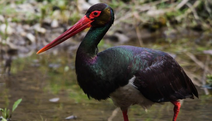 Този вид гнезди в горите край язовир Копринка