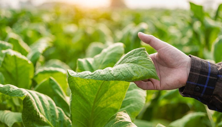 Министерството на земеделието и храните подкрепя устойчивото развитие на сектор „Тютюн“