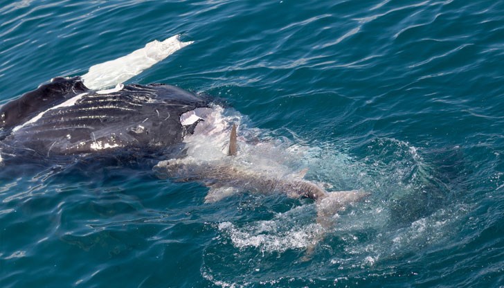 Биологът описа нападението като хладнокръвно и разкри тактиката на хищната риба