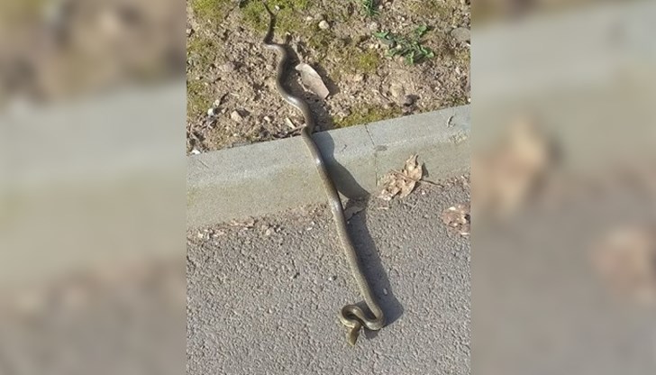 Снимки на подранилите влечуги се появиха в социалните мрежи