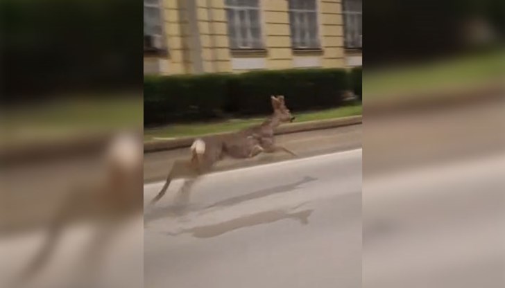 Ако бъде оставено на спокойствие, животното ще се върне в естествената си среда, поясни Милен Серафимов Ако бъде оставено на спокойствие, животното ще се върне в естествената си среда, поясни Милен Серафимов