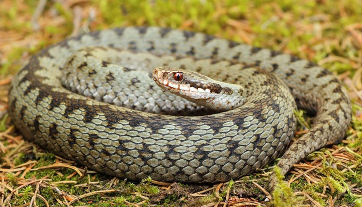 Кои влечуги са опасни? Кои влечуги са опасни?