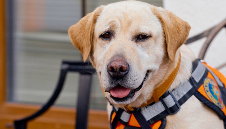 Четириногите ще се обучават за реакция при земетресения Четириногите ще се обучават за реакция при земетресения