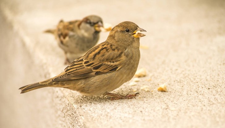 Най-много птици са регистрирани в дворове на къщи