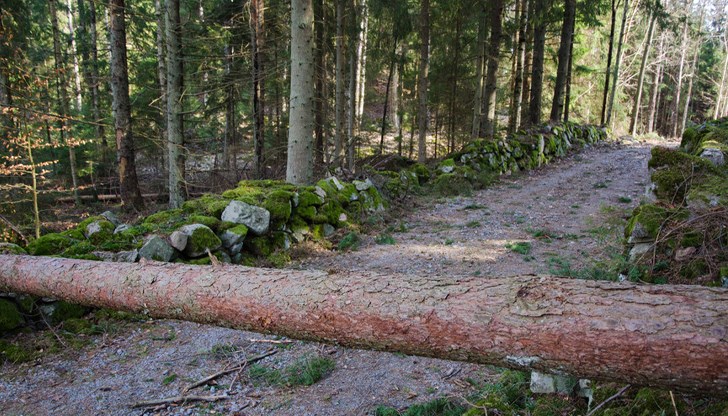 Те са били ударени от прекършени дървета Те са били ударени от прекършени дървета