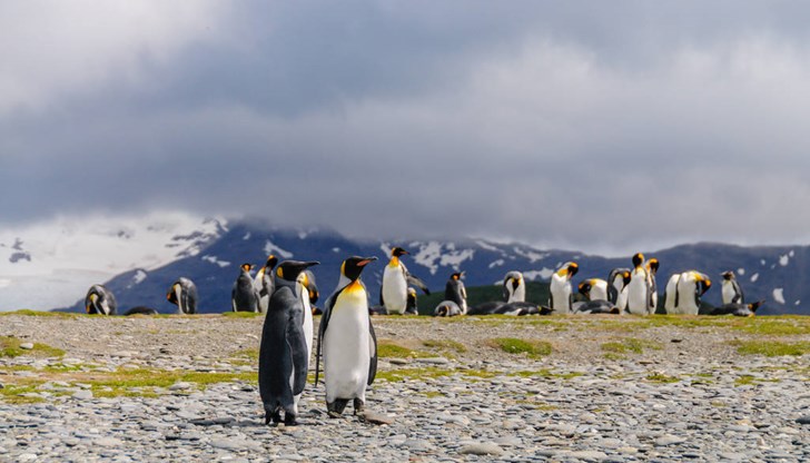 Възможно е да си били убити от птичи грип Възможно е да си били убити от птичи грип