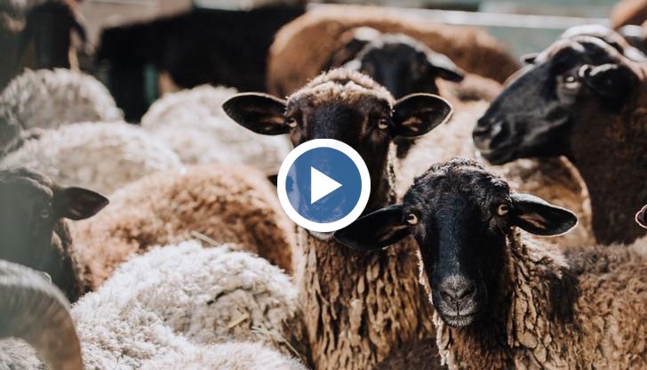 Крадците дори подбирали животните