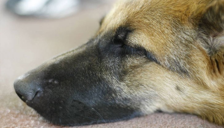 Пастир от Ракитово е подал сигнала до МВР Пастир от Ракитово е подал сигнала до МВР