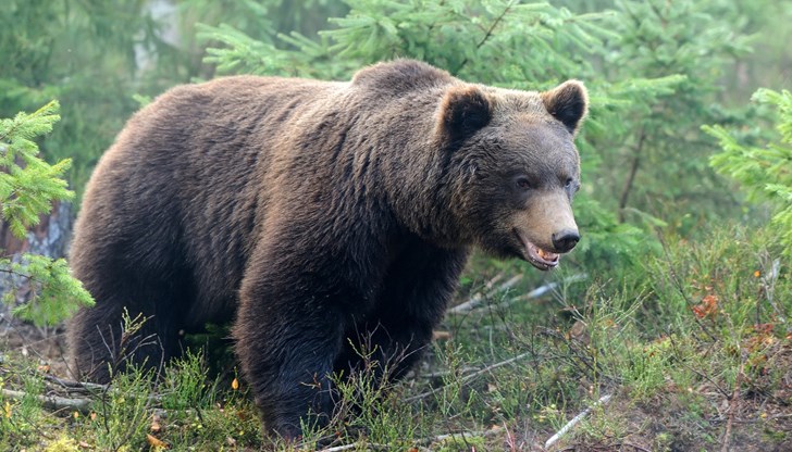 През уикенда събирач на гъби и турист бяха нападнати и ранени от мечки