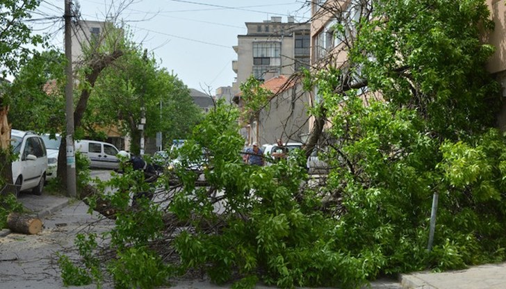 Пожарникари нарязаха ствола и клоните, за да разчистят за движение пътното платно