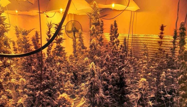 Иззети са множество засадени растения от рода на конопа