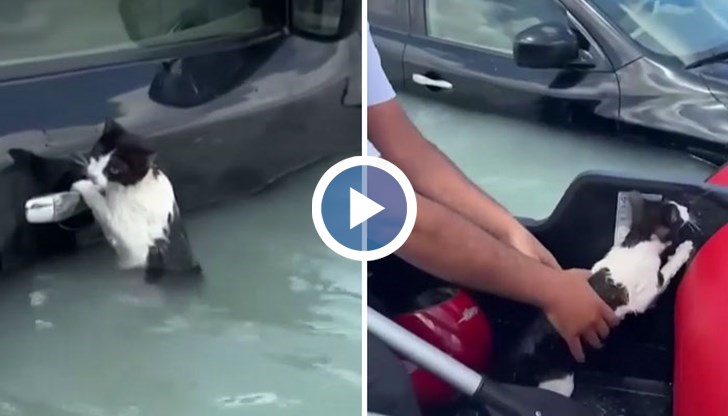 Полицай в Дубай прибра животинчето в спасителна лодка