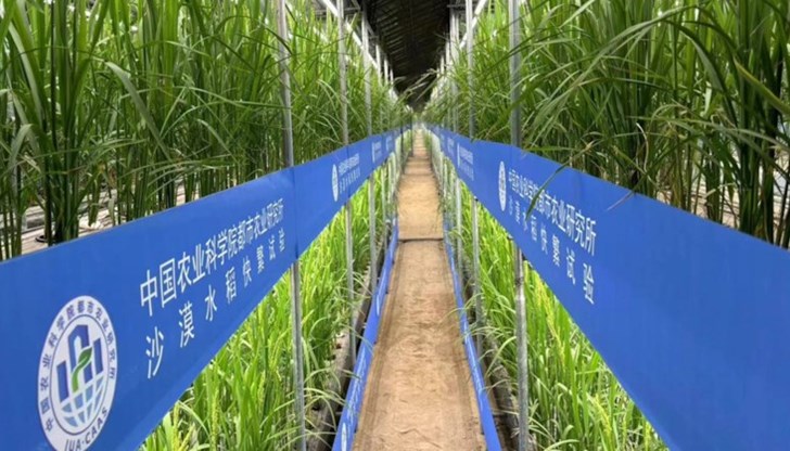 Оризът има нужда само от 75 дни, за да узрее