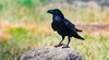 Немски изследователи: Враните могат да броят "на глас"