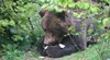 Почина 33-годишният мечок Чарли