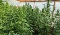 Полицията разкри парник за отглеждане на марихуана в Бургаско