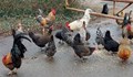 Диви кокошки тормозят цяло село