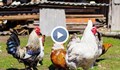 Фермери у нас отглеждат кокошки, които снасят цветни яйца