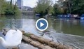 Откриха рекордни количества бактерии в река Темза