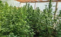 Полицията разкри парник за отглеждане на марихуана в Бургаско