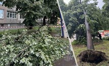 Силна буря събори дървета в Пазарджик