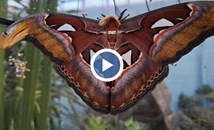 Една от най-големите пеперуди в света се излюпи в Пловдив