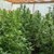 Полицията разкри парник за отглеждане на марихуана в Бургаско