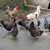 Диви кокошки тормозят цяло село