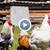 Фермери у нас отглеждат кокошки, които снасят цветни яйца