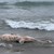 Мъртъв делфин изплува на плажа в Поморие