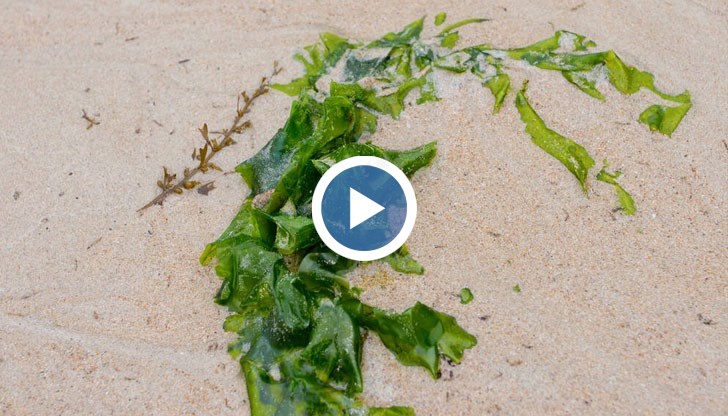 По родното Черноморие живеят цели 165 вида