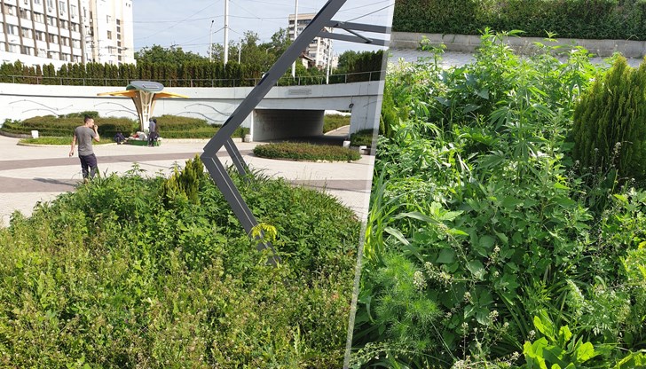 На метри от Полицията в Русе спокойно си расте Марихуана На метри от Полицията в Русе спокойно си расте Марихуана