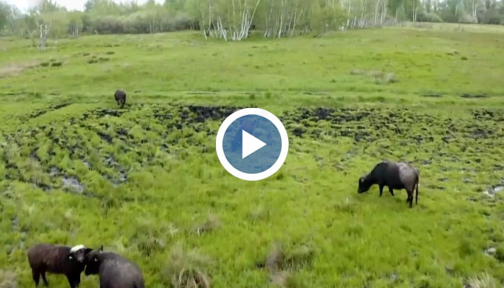 В торфените блата живеят редки растения и животни