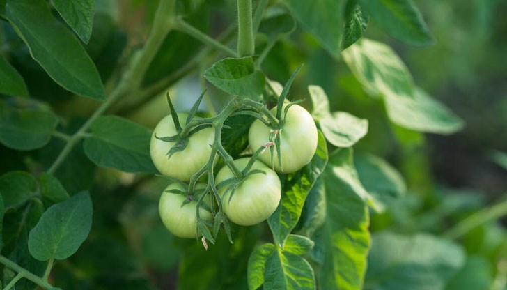 Това съветват експертите