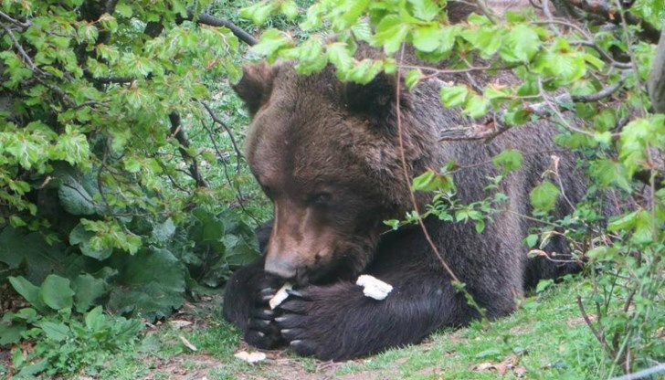 Чарли бе истински цар сред мечките, съобщи от парка за мечки край Белица