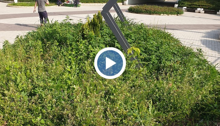 Според ландшафтния архитект Росица Върбанова растението е от вида канабис сатива, т.нар. промишлен коноп