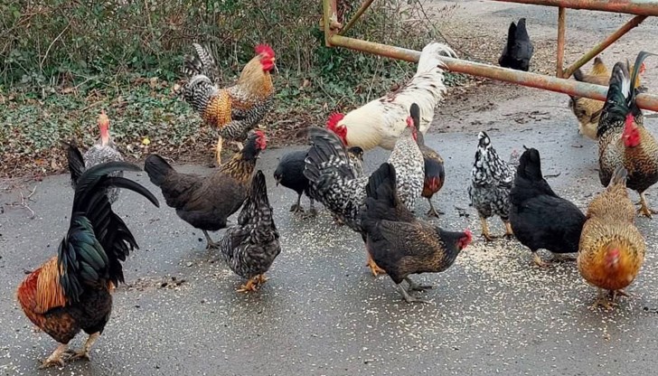 Хората казват, че се чувстват полудели от неприятното кудкудякане от ранни зори Хората казват, че се чувстват полудели от неприятното кудкудякане от ранни зори