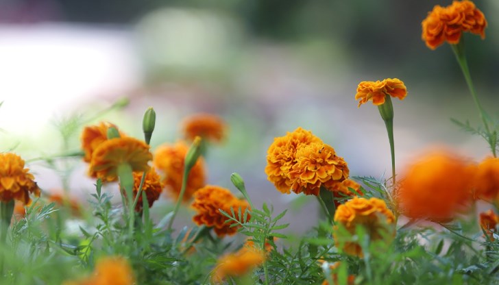 В сутрешните часове над равнините и низините ще има ниска облачност В сутрешните часове над равнините и низините ще има ниска облачност