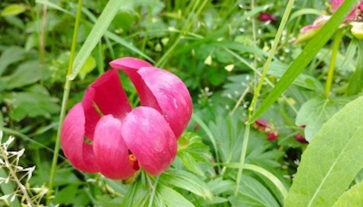 Находищата на червен божур са в добро биологично състояние