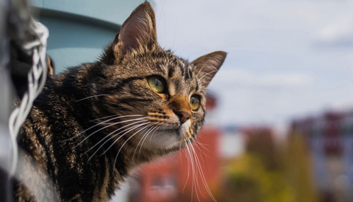 Екип на РДПБЗН - Русе е помогнал на граждани при спасяването на четириногото