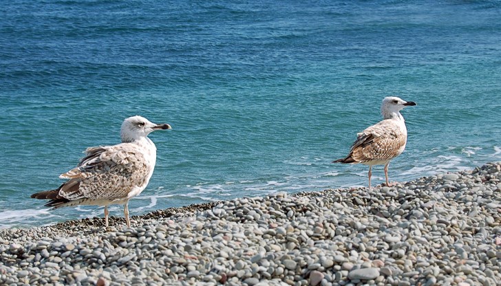 Плажовете, отличени със "Син флаг" са по-малко в Румъния