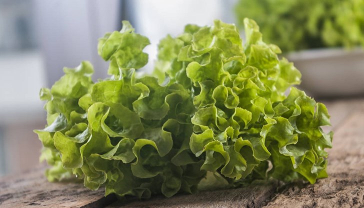 Марулята е повече от обикновена салата Марулята е повече от обикновена салата