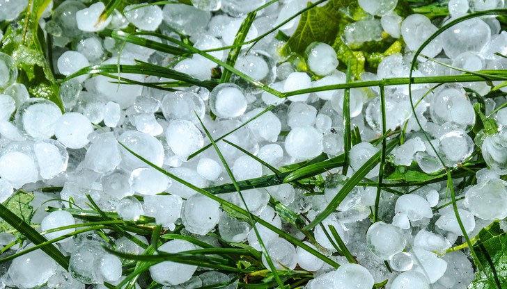 Нанесени са щети по посевите в ниви и градини Нанесени са щети по посевите в ниви и градини