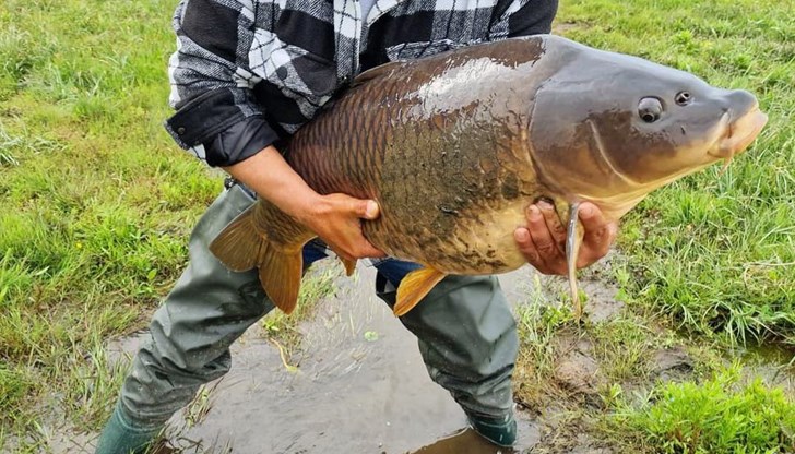 Трите уловени шарана са тежали общо 26 килограма