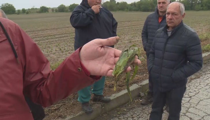 Засегнати са и овощни и зеленчукови насаждения