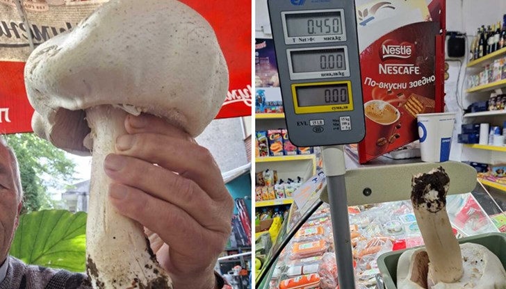 Половинкилограмовата гъба е откъсната от губертчия край село Обител