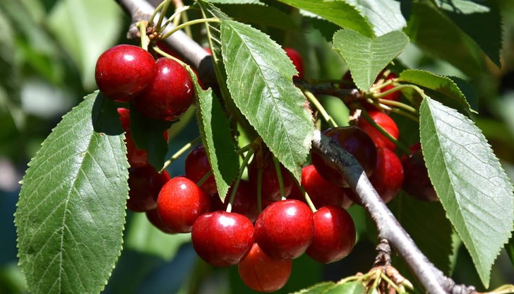 Проф. Димитър Домозетов и тази година организира кампания "Набери си сам" Проф. Димитър Домозетов и тази година организира кампания "Набери си сам"