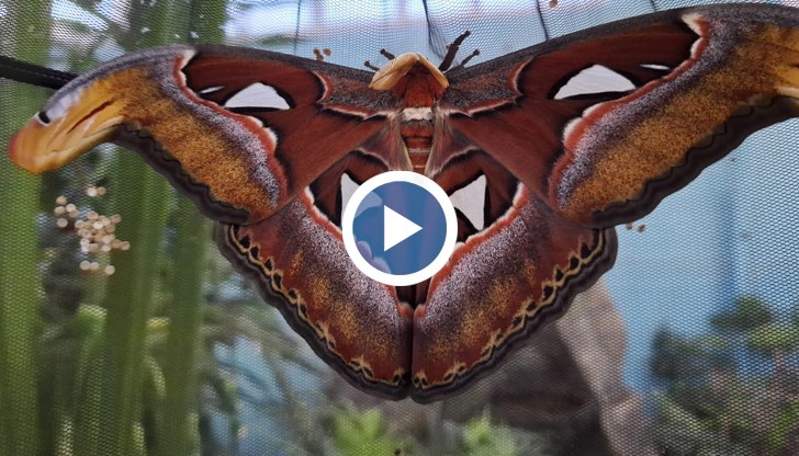 Уникалното при пеперудата „Атлас“ е, че тя живее само няколко дни