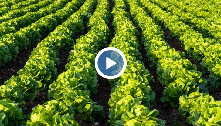 Тази пролет в зеленчуците за салатата се установяват рекордни нива на нитрати